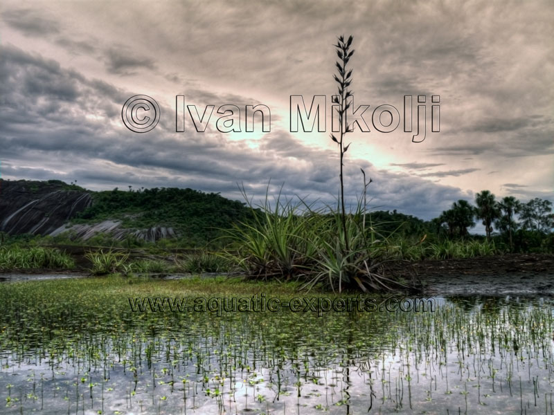 PAISAGES DEL AMAZONAS